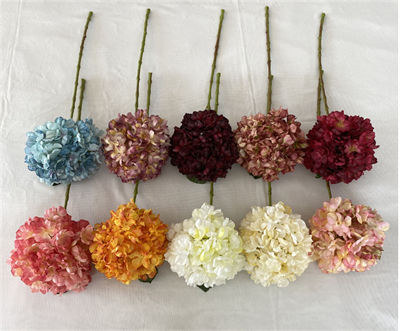 Hydrangea-with-scorched-edge