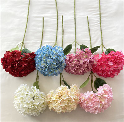 Roman-hydrangea