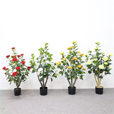 0.9m Camellia