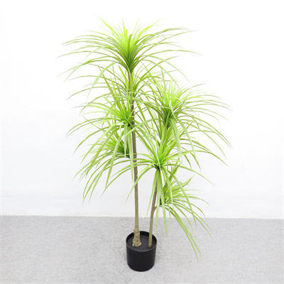 1.2m dragon tree