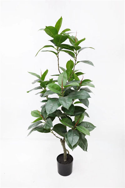 1.2m rubber tree