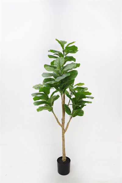 1.5m Banyan Tree