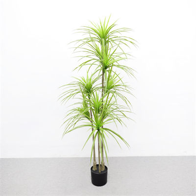 1.5m dragon tree
