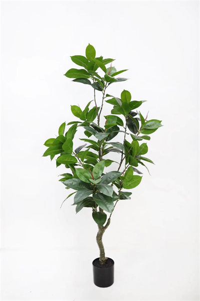 1.5m rubber tree