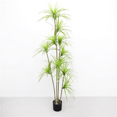 1.8m dragon tree