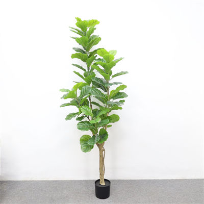 1.8m new banyan tree