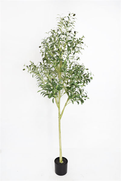 1.8m olive tree