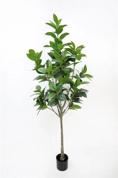 1.8m rubber tree