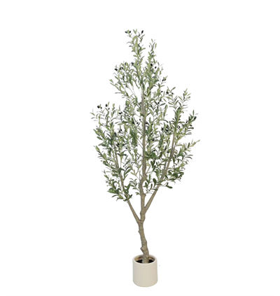 2.2m olive tree