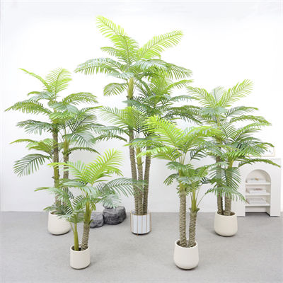 Areca palm
