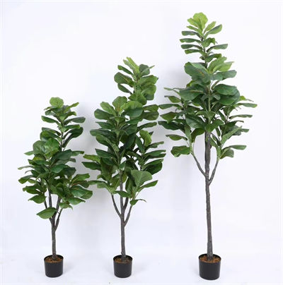 Banyan tree