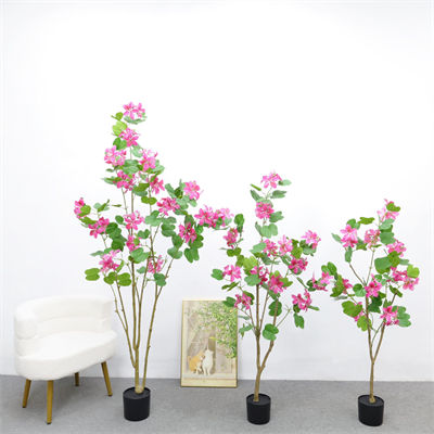 Bauhinia