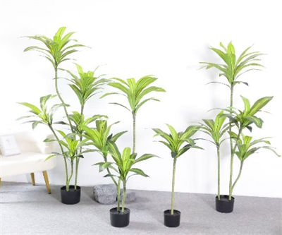 Brazilian irontree