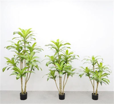Encrypted Brazilian irontree