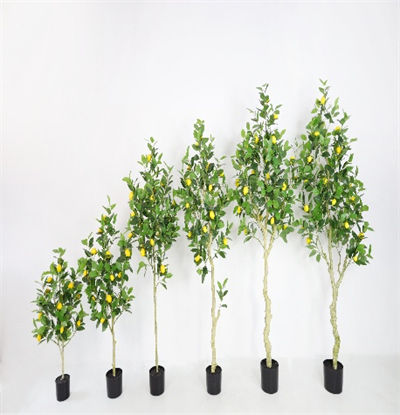 Lemon tree