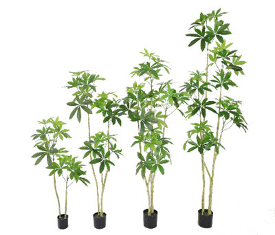 Money Tree