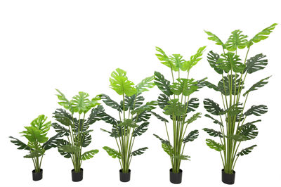 Monstera