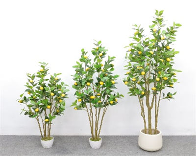 Multi-pole lemon tree