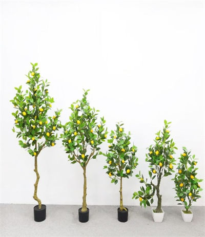 New lemon tree