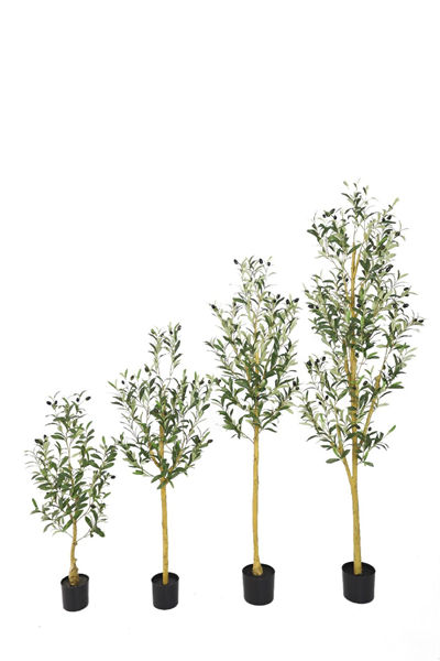 New olive tree