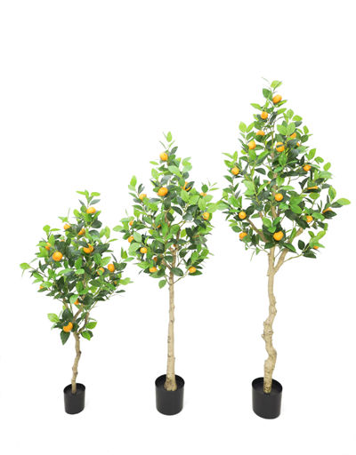 Orange tree