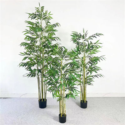 Silver willow