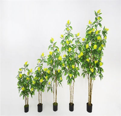 Sophora japonica